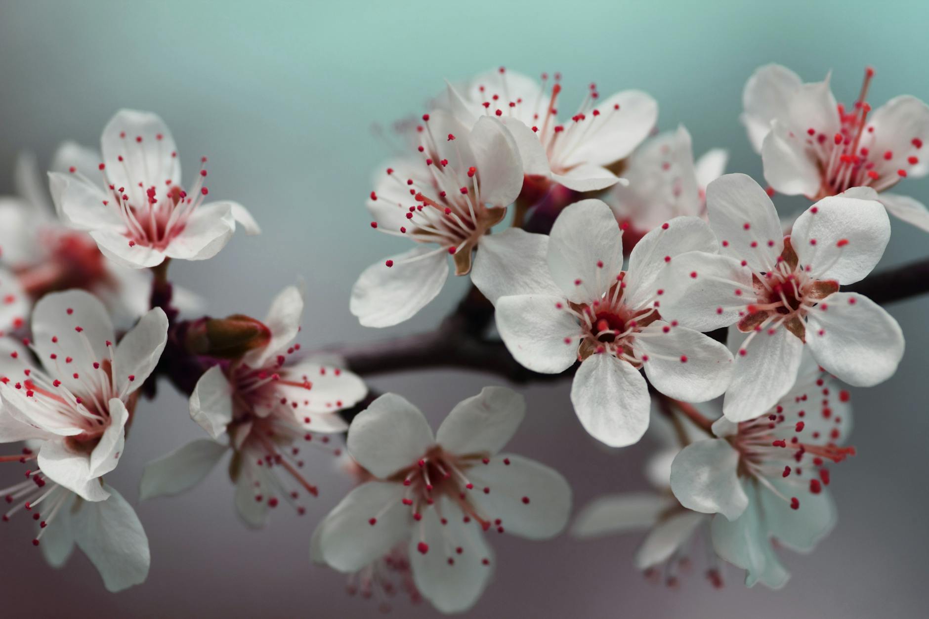 shallow focus photo of white flowers