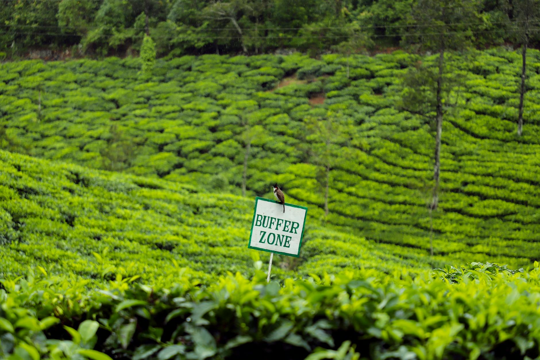 serene tea plantations in munnar kerala