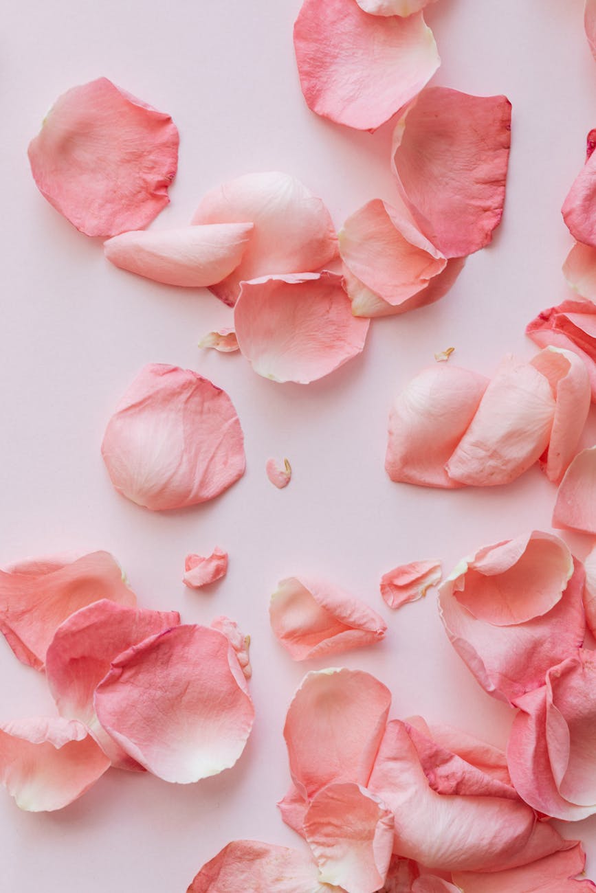 pink petals on pink surface