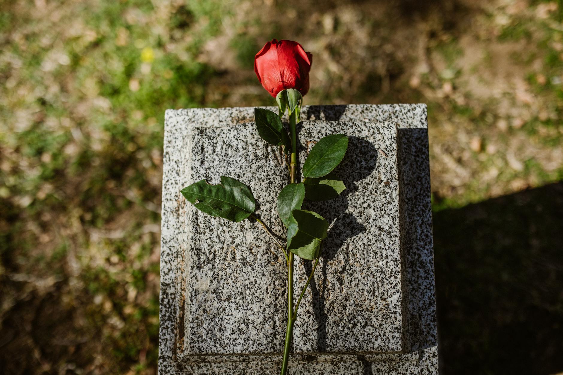 a red rose on a stone