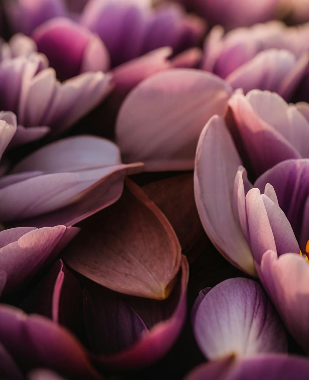 close up of pink magnolia petals in soft light