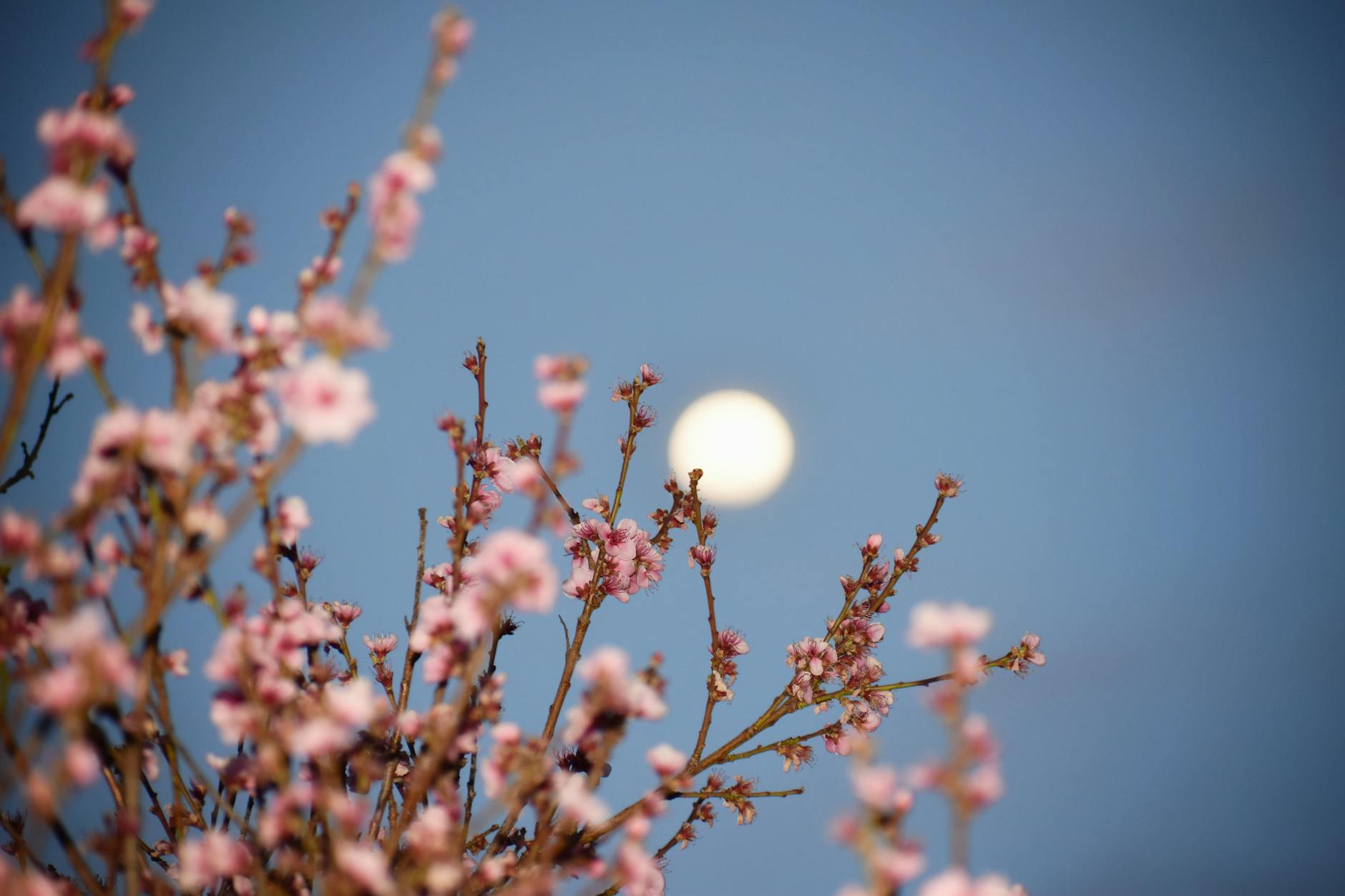 close up photo of pink flowers under blue sky